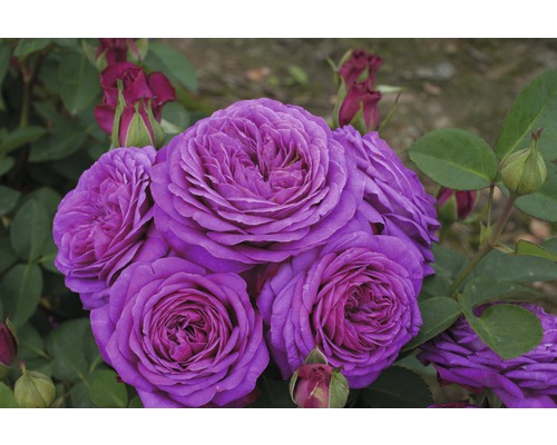 Närbild av blommande, lila rosor