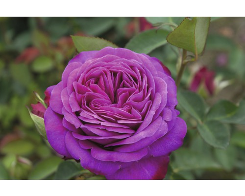 Närbild av en lila ädelros i trädgården