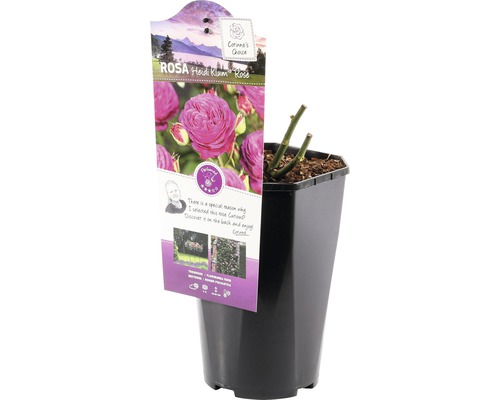 Heidi Klum ros i kruka