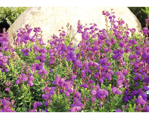 Irländsk ljung FLORASELF Daboecia cantabrica Ø11/12cm tillfälligt sortiment, enfärgad Purpurlyng i trädgårdsbädd med sten