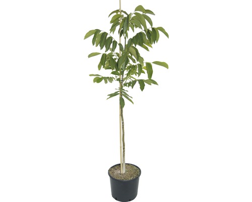 Valnötsträd i kruka