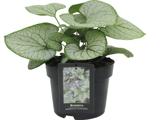 Kaukasisk förgätmigej FLORASELF Brunnera macrophylla 'Silver Heart' 15-30cm Co 3L Kaukasisk förgätmigej ''Silver Heart'' i kruka
