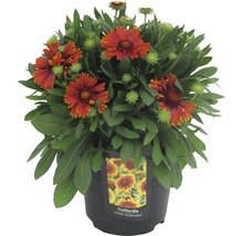 Kokardblomster Gaillardia 25-40cm co 3L