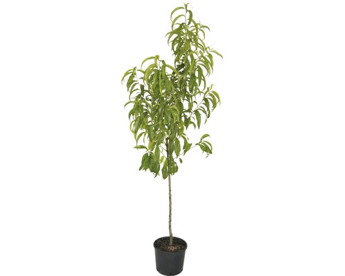 Nektarinträd FLORASELF Prunus nucipersica Flavortop ca 100cm Co 6L