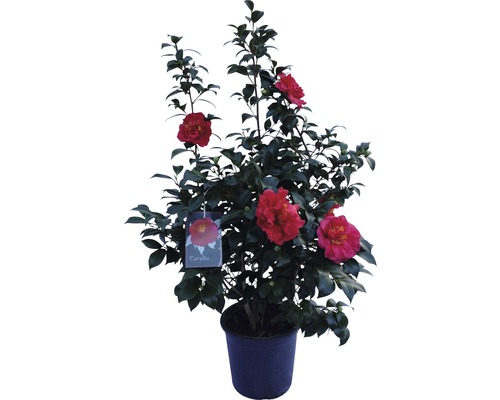 Kamelia Camelia japonica 60-80cm Co 5L