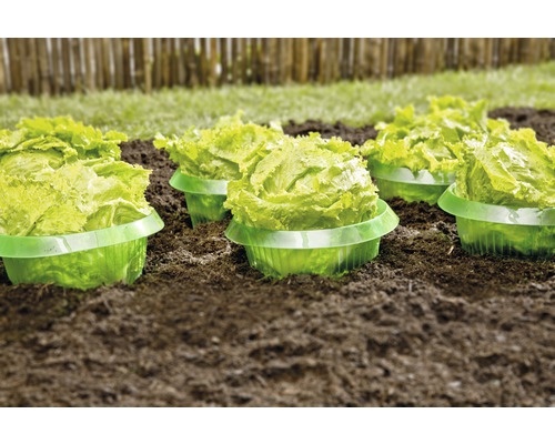 Salladshuvuden i planteringslådor i en rabatt