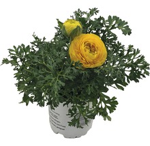 Gul ranunkelblomma i kruka