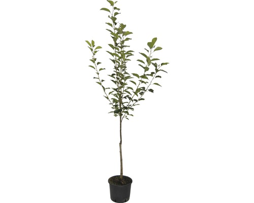 Äppelträd i kruka med gröna blad
