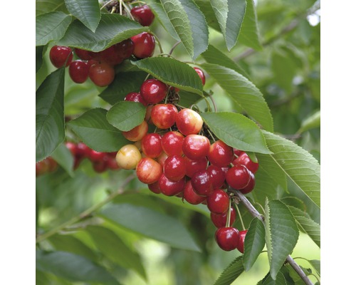 Ekologiskt sötkörsbär FLORASELF Bio Prunus avium 'Grosse Prinzessin' 120-150cm Co 7,5L