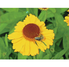 Gul blomma med ett bi