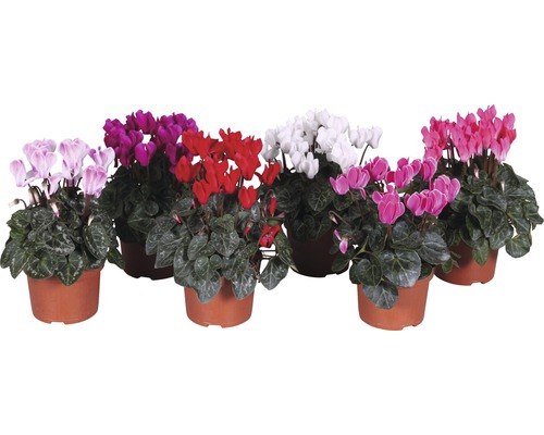 Minicyklamen FLORASELF Cyclamen persicum ca 20cm Ø10,5cm tillfälligt sortiment Flera cyklamen i krukor