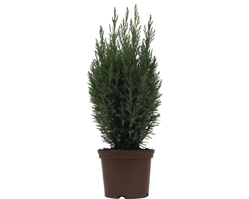 Ädelcypress FLORASELF Ellwoodii 20-30cm Co 2L minijulgran avsedd för plantering Cypress odlad i kruka för trädgården.