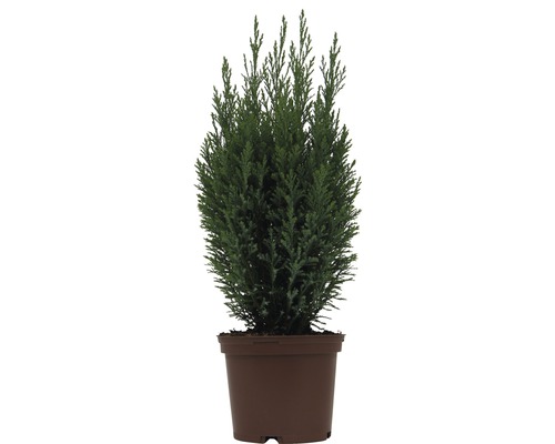 Ädelcypress FLORASELF Ellwoodii 20-30cm Co 2L minijulgran avsedd för plantering