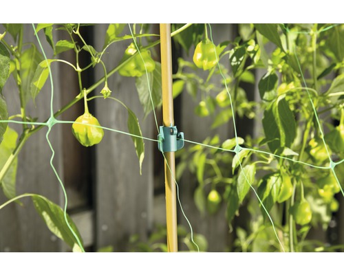 Växtstöd med bambupinne och fästklämma för växtstöd