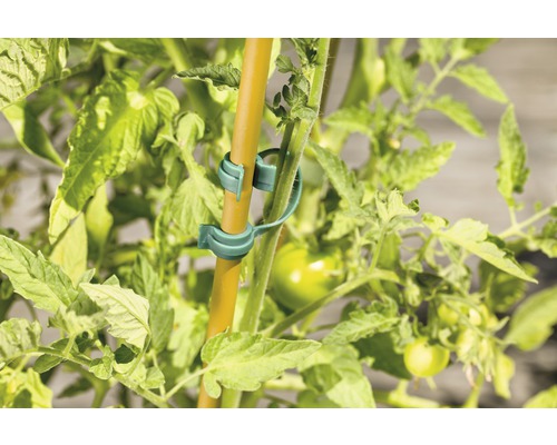Tomatplanta med växtklämmor och pinne