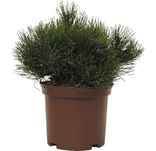 Balkanbergtall FLORASELF Pinus mugo Pumilio 15-20cm co 2L-thumb-0