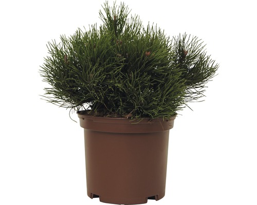 Balkanbergtall FLORASELF Pinus mugo Pumilio 15-20cm co 2L-0