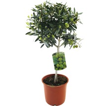 Olivträd FLORASELF Olea europaea stamhöjd 20-40cm Ø20cm