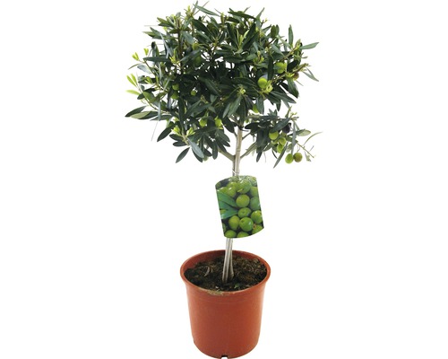 Olivträd FLORASELF Olea europaea stamhöjd 20-40cm Ø20cm