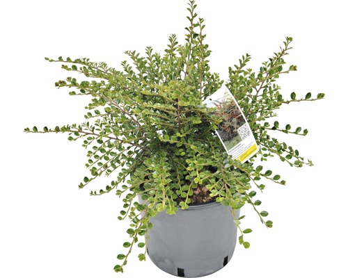 Lingonoxbär Cotoneaster horizontalis 40-60cm Co 5L