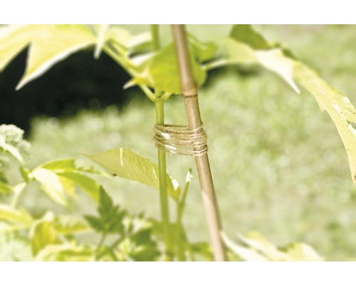 Bambuväxtstöd med jutesnöre för att fästa på en växt