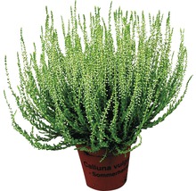 Ljung Calluna vulgaris i kruka