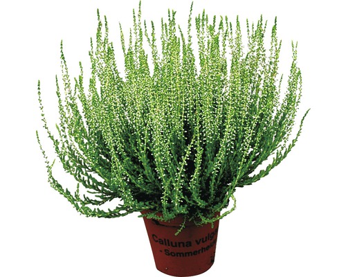 Ljung Calluna vulgaris i kruka