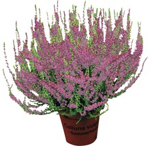 Ljung Calluna vulgaris i kruka