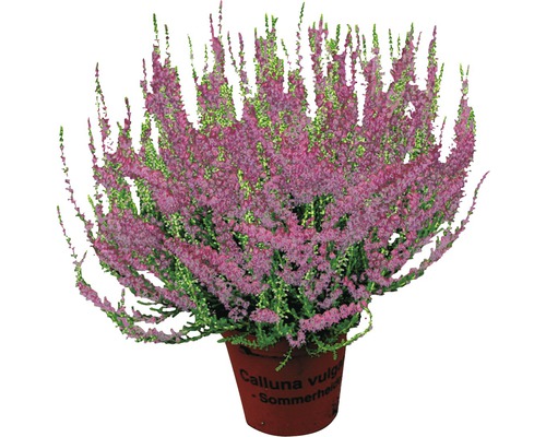 Ljung mix FLORASELF Calluna vulgaris 'Beauty Ladies' Ø9,5cm olika färger