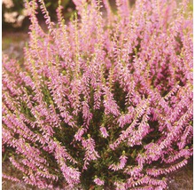 Ljungplanta med lila blommor