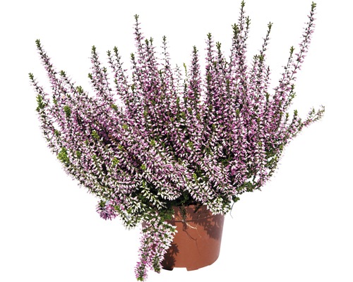 Ljung höstljung FLORASELF Calluna vulgaris Ø10/11cm tillfälligt sortiment