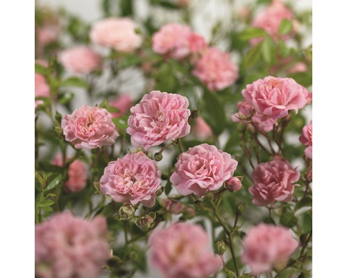 Marktäckande ros FLORASELF Rosa x Hybride 'The Fairy' 10-30cm Co 3L