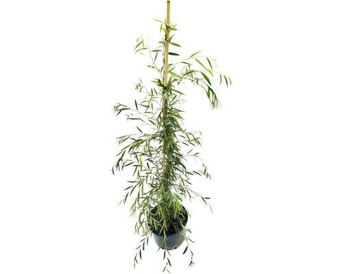 Vitpil Salix alba Tristis 150-250cm Co 20L
