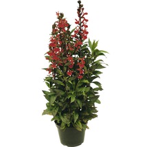 Upprätt lobelia i en kruka med röda blommor.