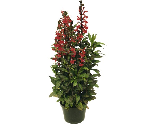 Upprätt lobelia i en kruka med röda blommor.