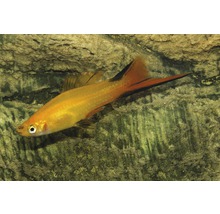 Akvariefisk Svärdbärare Sunset 4-5cm
