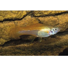 Akvariefisk Svärdbärare Neon 5-6cm