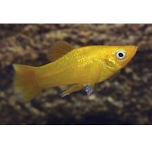 Guldfisk molly för akvarier
