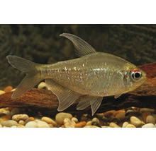 Röd neon tetra fisk i akvarium