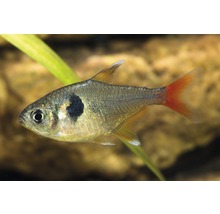 Akvariefisk Fantomtetra gul 2-3cm