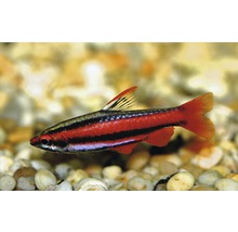 Kilfläcksrasbora i akvarium
