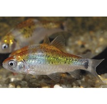 Akvariefisk Guldbarb Tricolor M
