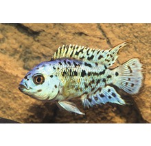 Akvariefisk Jack Demsey blå 3-5cm
