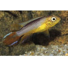 Apistogramma prydnadsfisk i akvarium