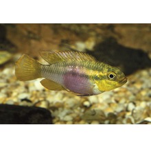Citronciklid i akvarium