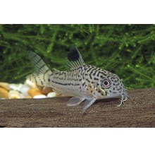 Fläckig pansarmal i akvarium på en träbit
