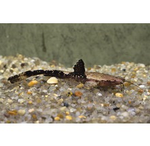 Akvariefisk Banjomal tvåfärgad vildfångad 4-6cm-thumb-0