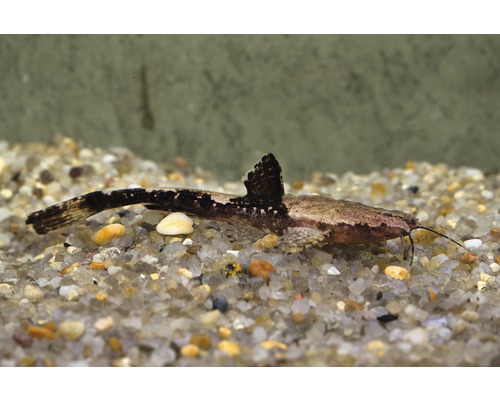 Akvariefisk Banjomal tvåfärgad vildfångad 4-6cm