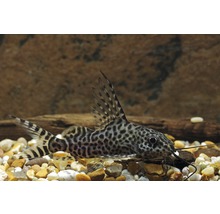 Akvariefisk Fjärderfenssynodontis odlad 3-5cm