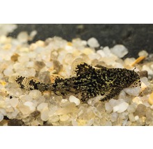 Akvariefisk Stenmal indisk vildfångad 2-2,5cm